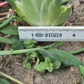 Fenchel8 2026-07-08 17.36.